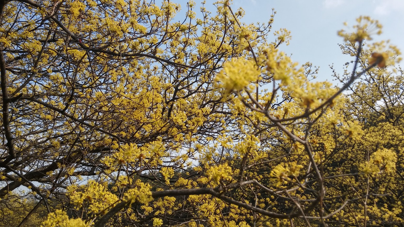 20180402_160809_HDR(산수유).jpg 20180402_160809_HDR(산수유).jpg