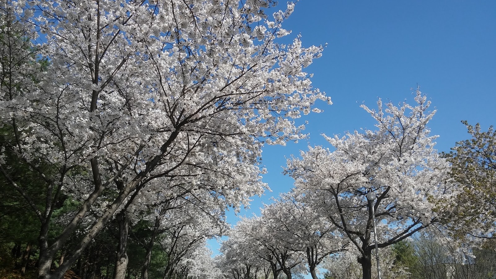 20180411_150239_HDR(벚꽃길).jpg 20180411_150239_HDR(벚꽃길).jpg