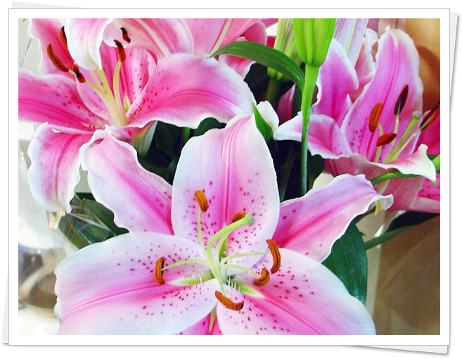 flower.jpg flower.jpg