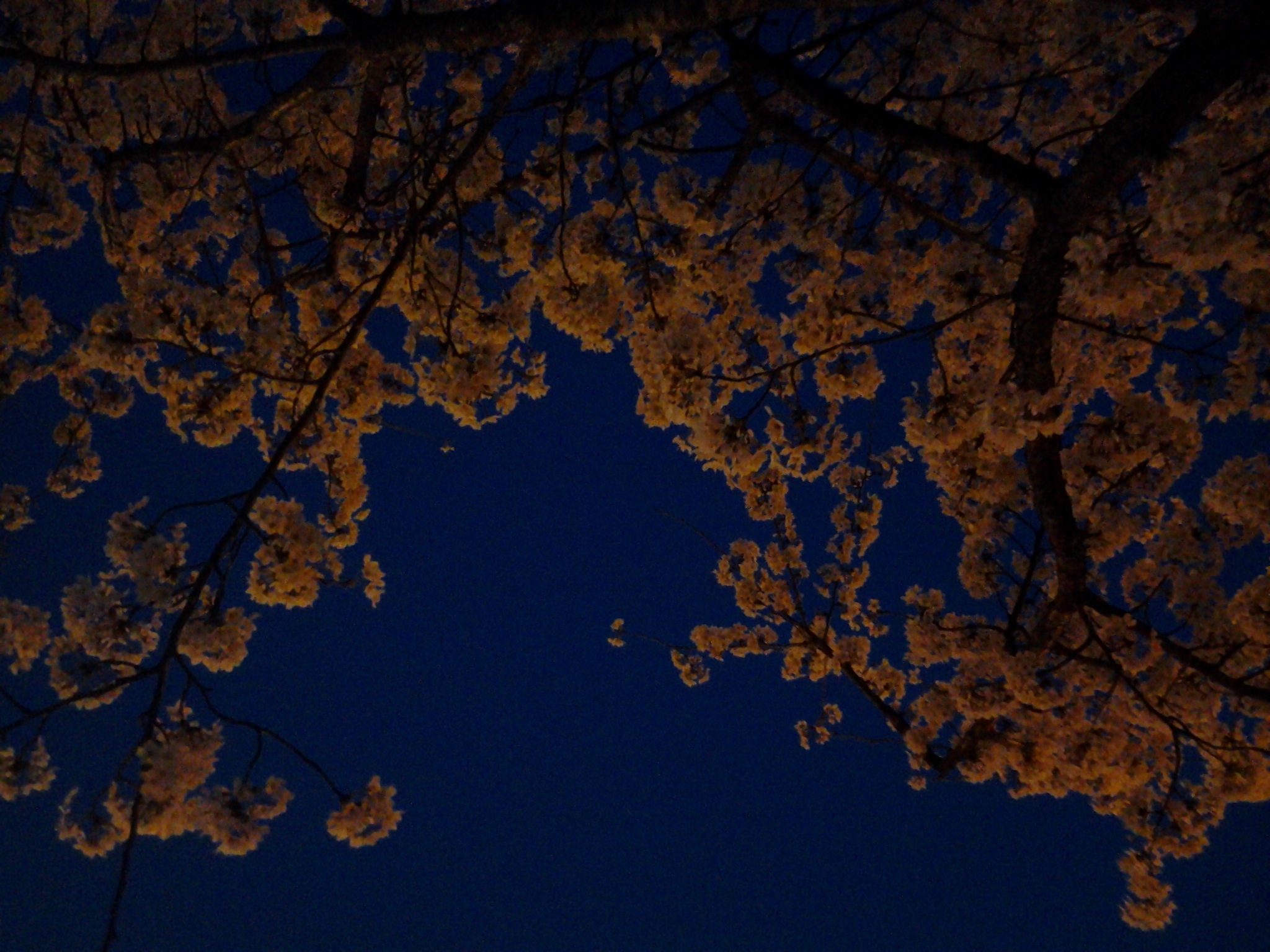 20120409_192122.jpg