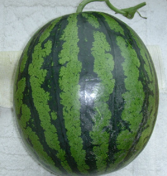 수박.jpg