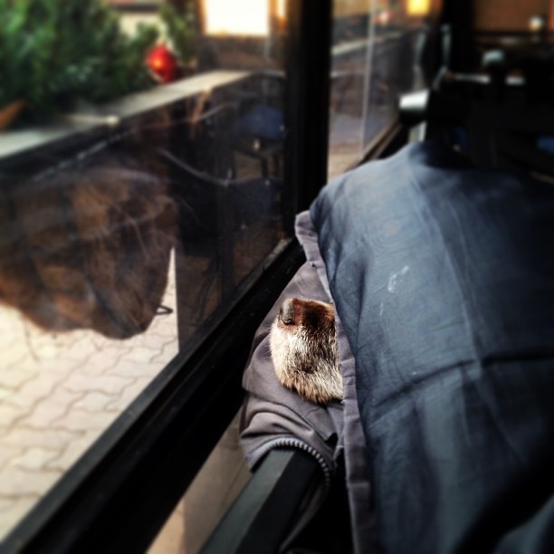 choco tired.jpg