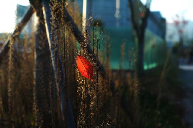 L1007043.jpg