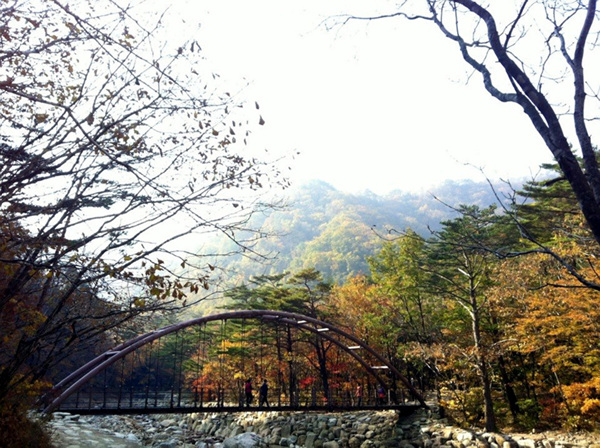 단풍9.jpg