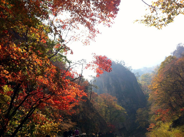 단풍1.jpg