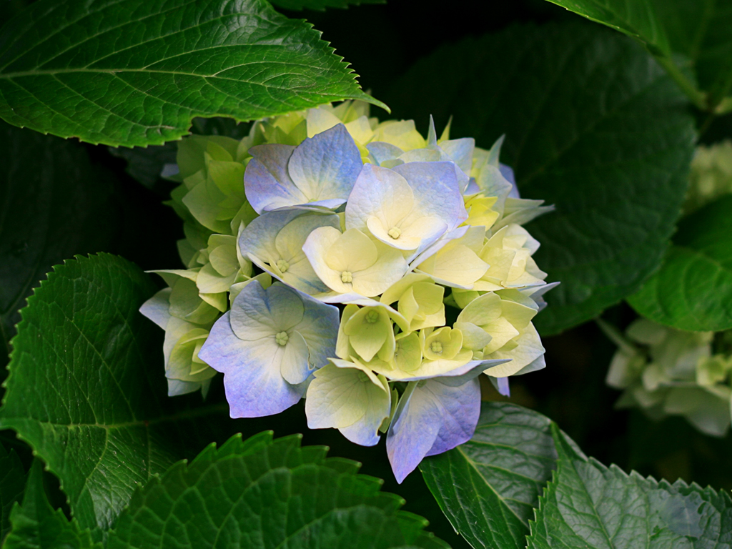 Hydrangeas.jpg Hydrangeas.jpg