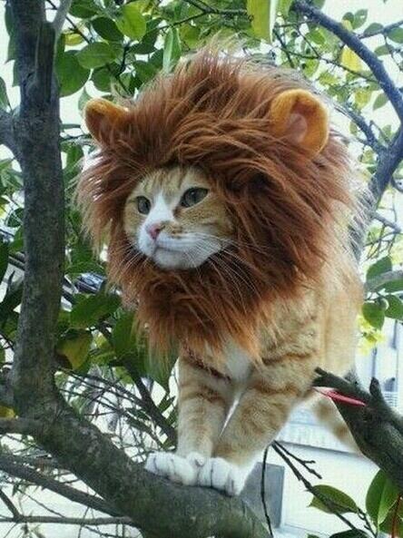 lion.JPG