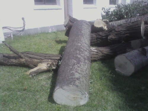 20100930-나무-3.jpg