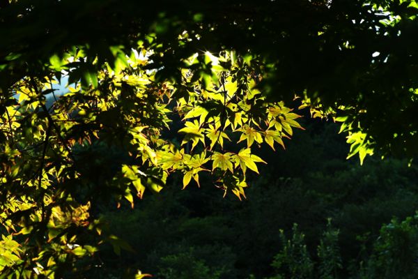 autumn.jpg