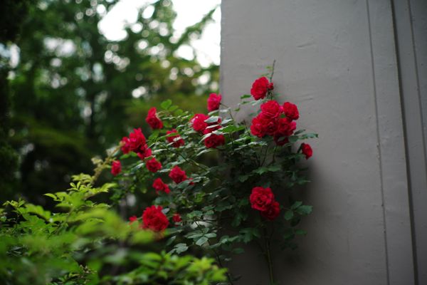 L1006245.jpg