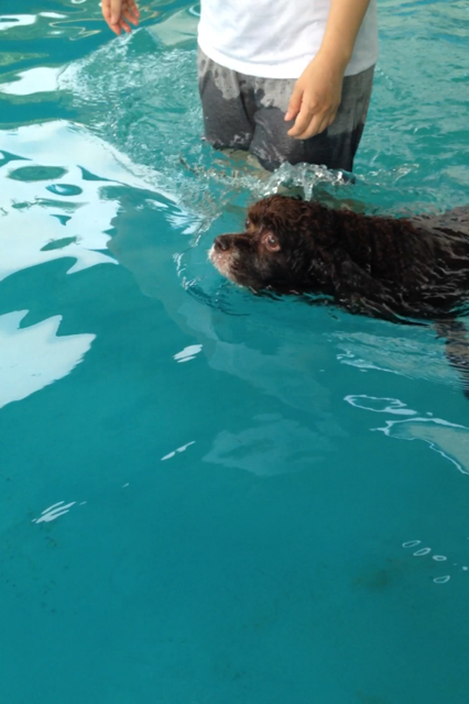 swim choco.PNG