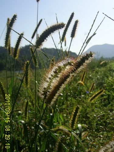 20100915-nature-3.JPG