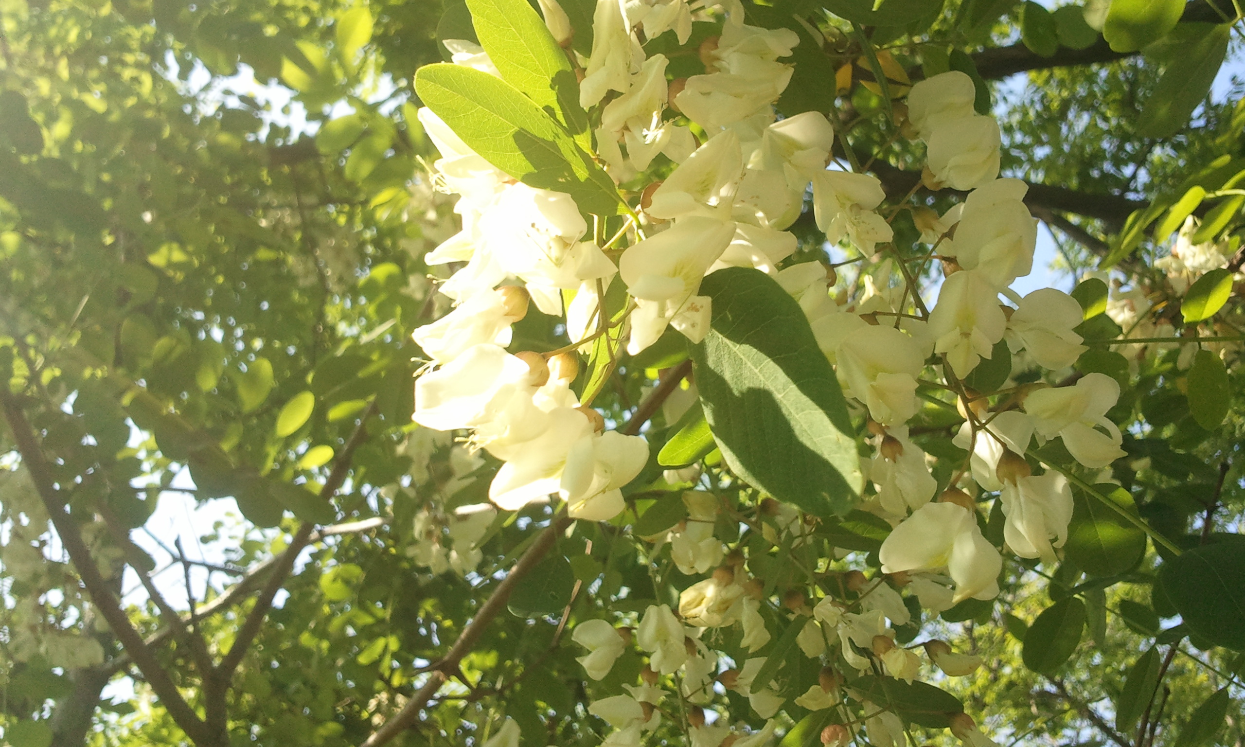 2012-05-23 15.57.15.jpg