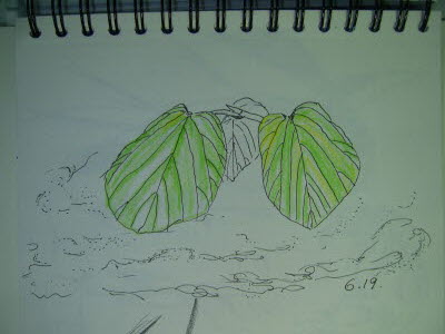 20100619-14.JPG