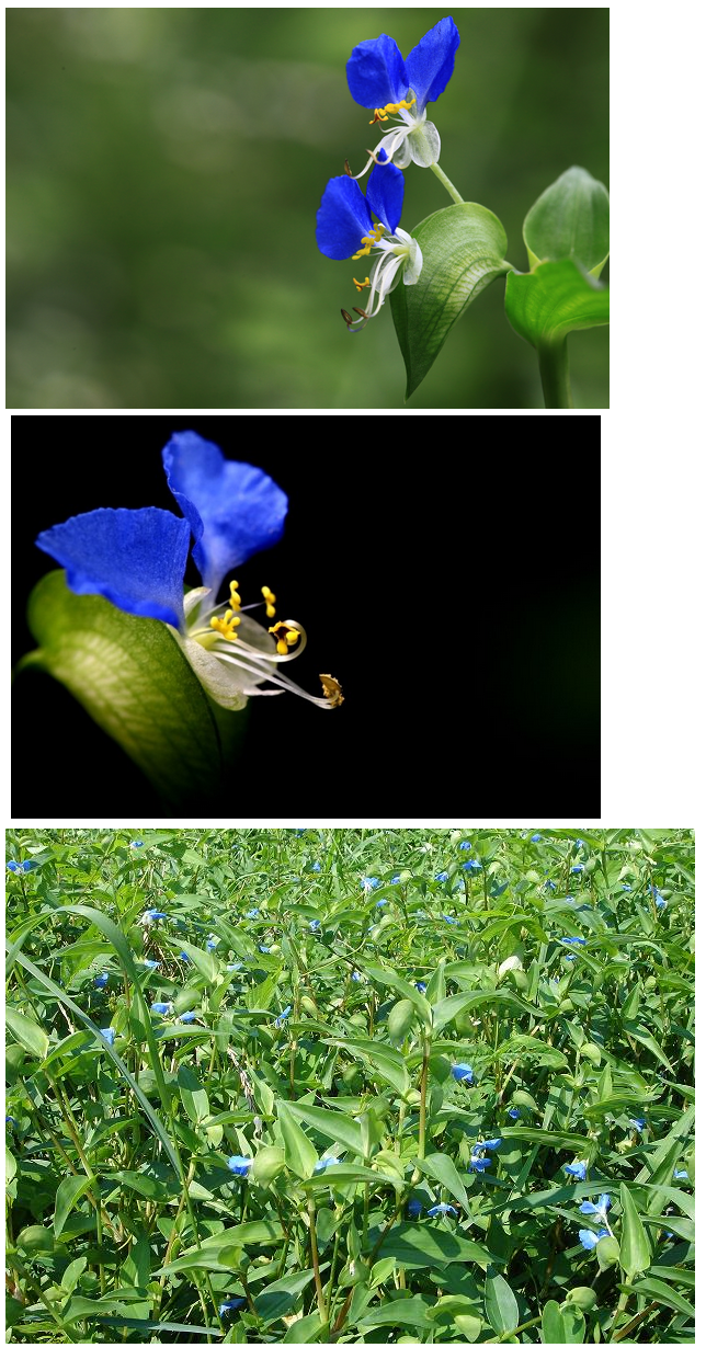 닭의장풀.png