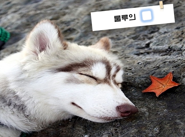 꿈11.jpg
