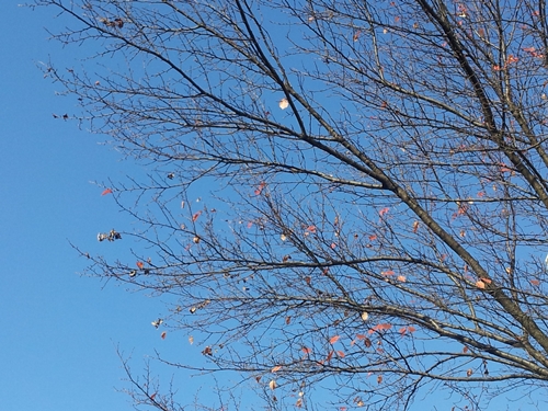 20131111_092132.jpg
