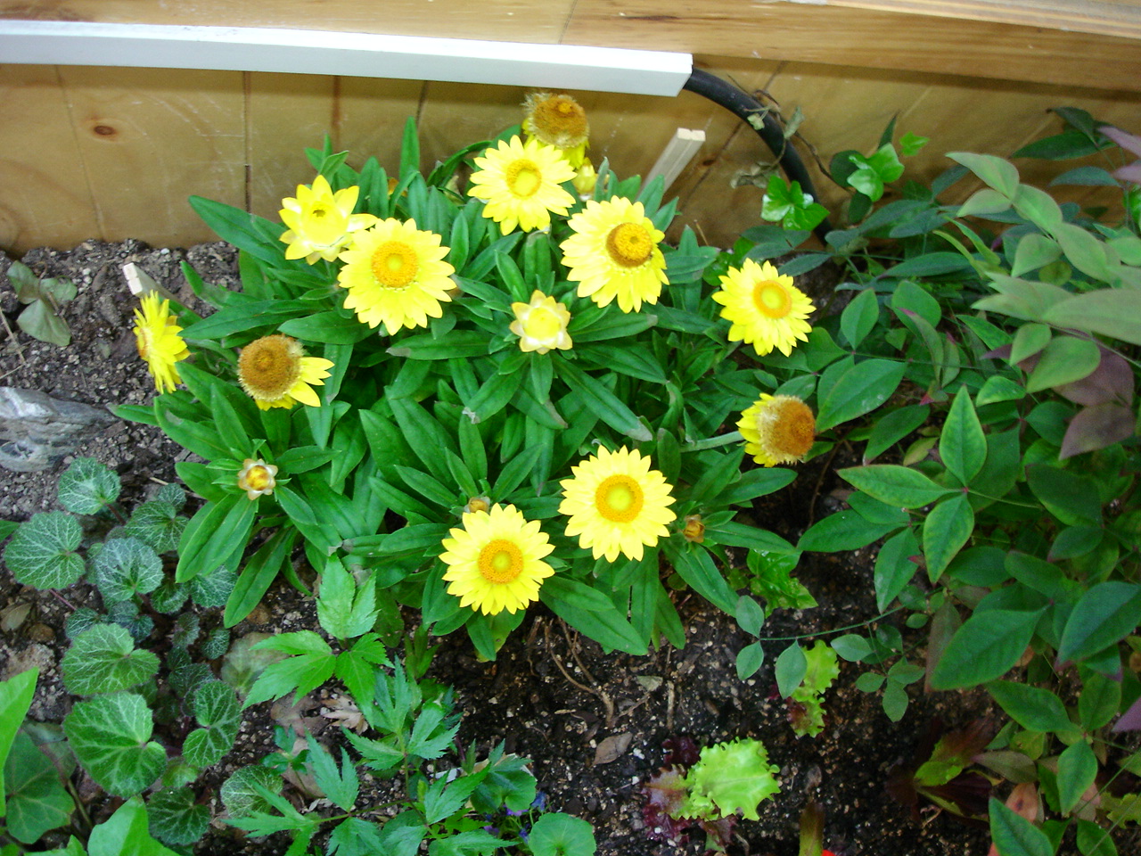 DSC07300.JPG