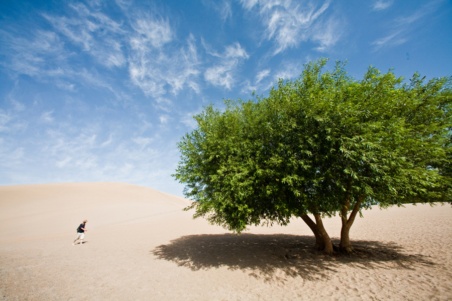 97_iplants.jpg 97_iplants.jpg