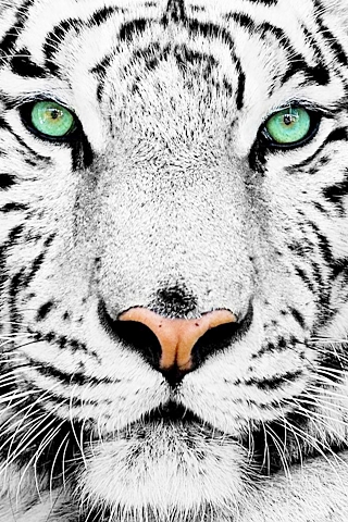 tiger.jpg