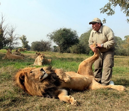 Lion-1.jpg Lion-1.jpg