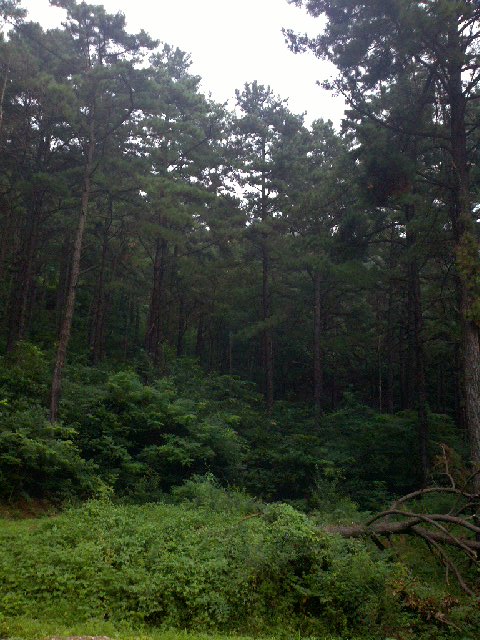 2010-08-02_18-15-20_907.jpg