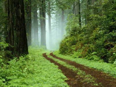 크기변환_Forest.jpg