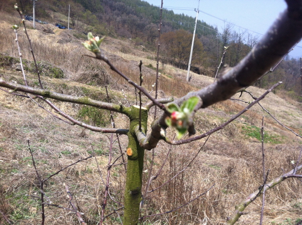 s-20130422-괴산-10.jpg