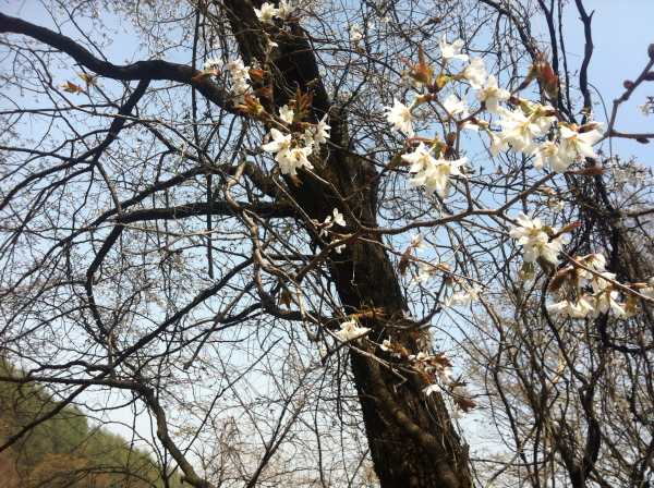 s-20130422-괴산-9.jpg