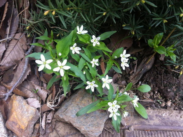 s-20130422-괴산-8.jpg