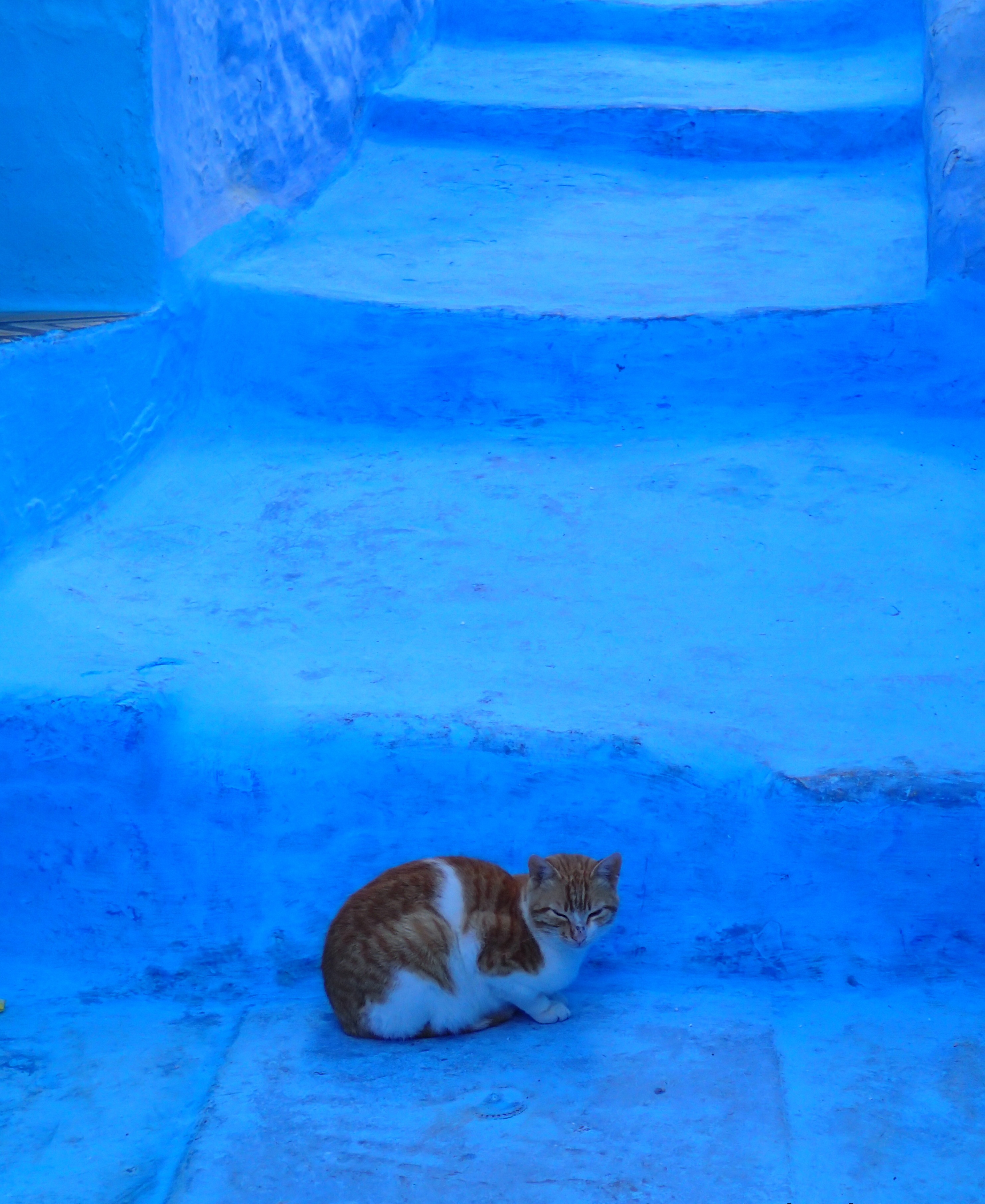 @4 Chefchaouen_cat_big.jpg