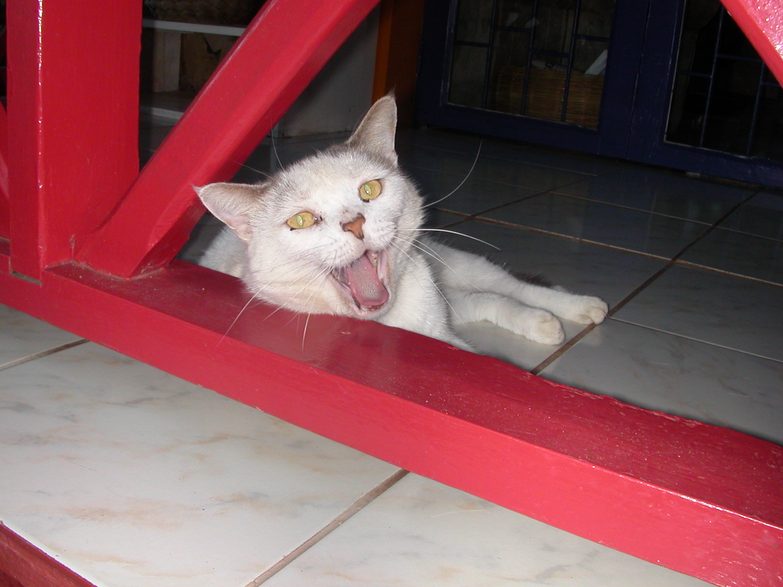 @ 1Cat Yawning.JPG