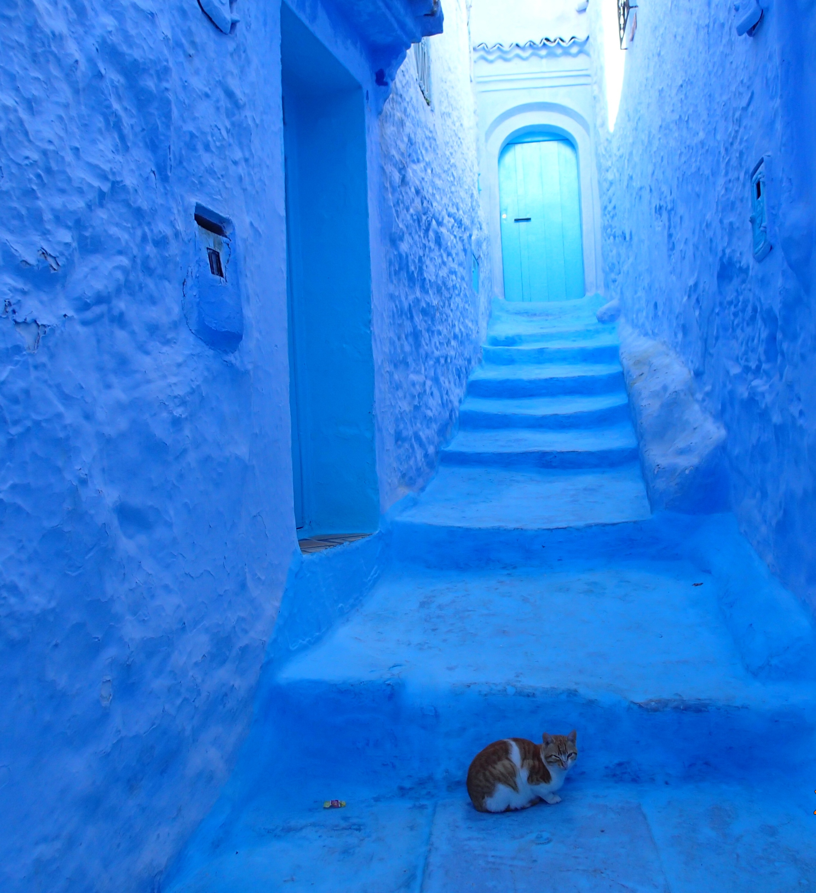 @3 Chefchaouen_cat_small.jpg