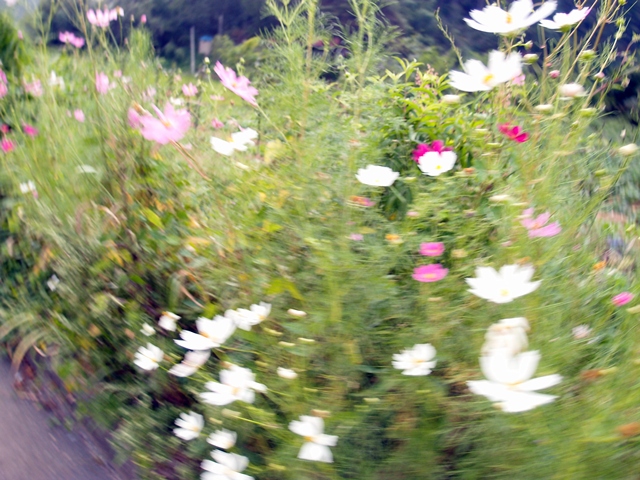 P9170423.JPG
