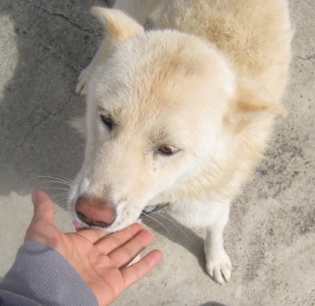 흰둥이2.jpg