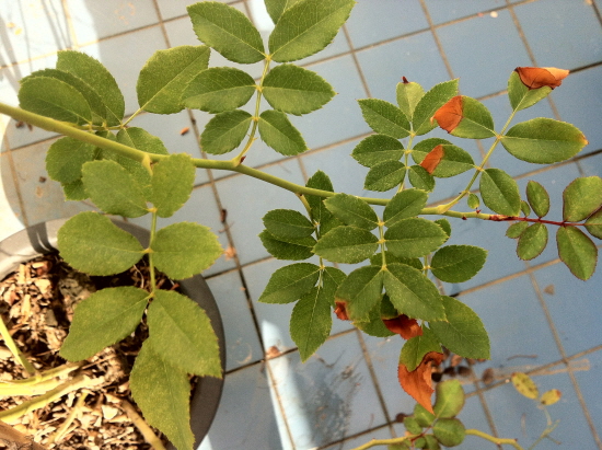 s-20141023-nature-18.JPG