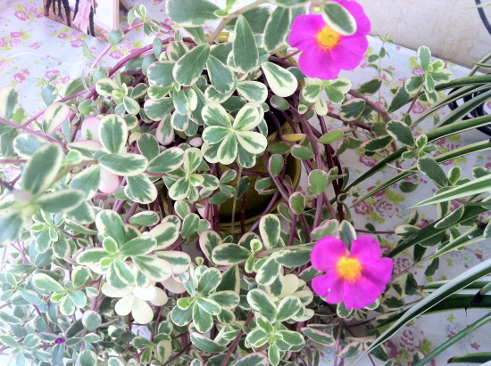 s-20141023-nature-12.JPG