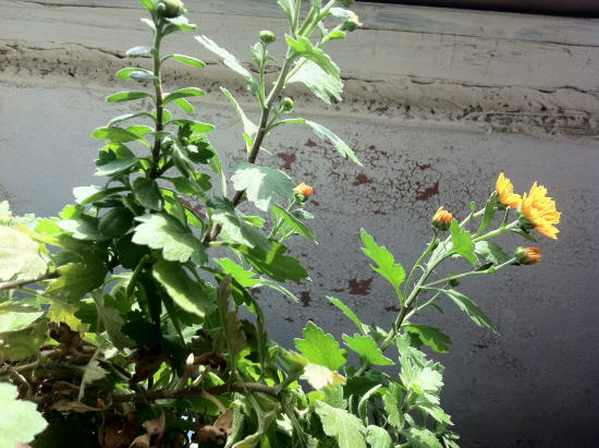 s-20141023-nature-16.JPG