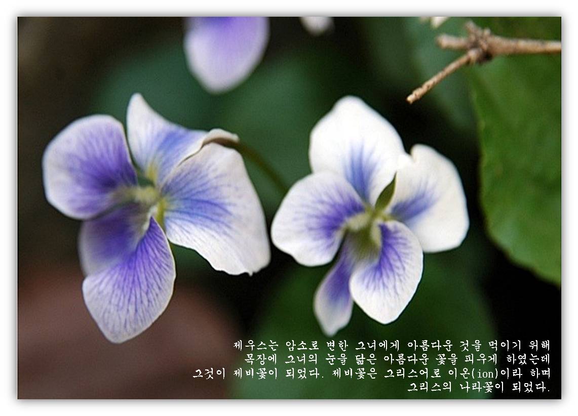 제비꽃_edited.jpg