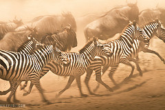 zebra.jpg