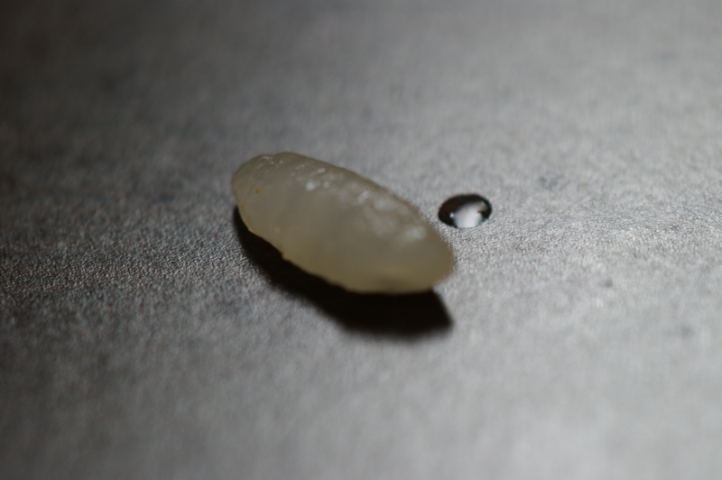 _DSC03814.JPG