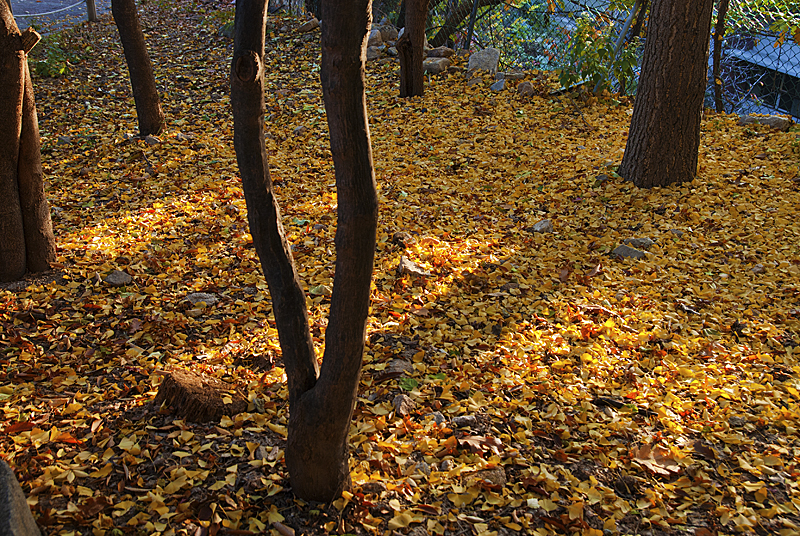 DSC_0136.jpg