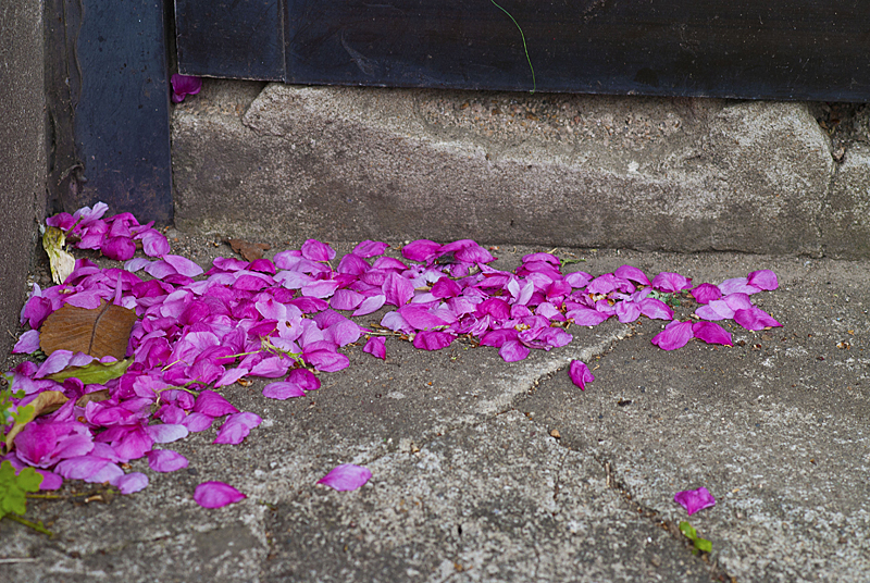 DSC_0018.jpg
