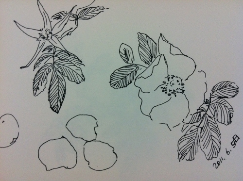 s-20110605-2.JPG