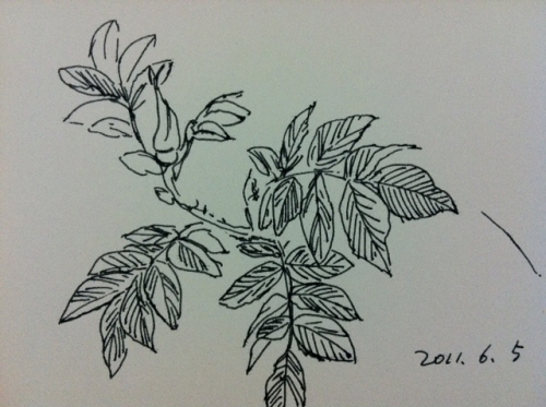 s-20110605-3.JPG