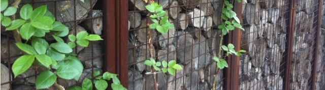 20130515-7.jpg